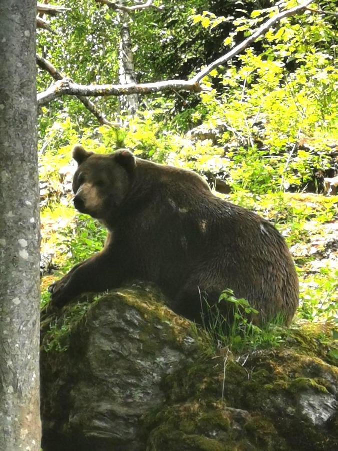 Anno - Wohlfuehlen Am Bachal In Altschoenau Neuschönau Exterior foto